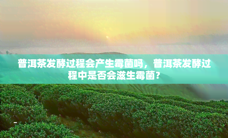 普洱茶发酵过程会产生霉菌吗，普洱茶发酵过程中是否会滋生霉菌？