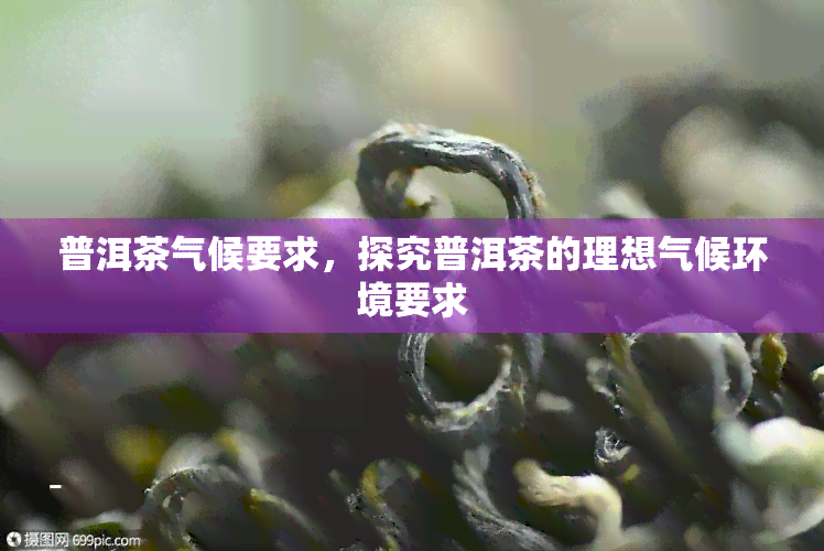 普洱茶气候要求，探究普洱茶的理想气候环境要求