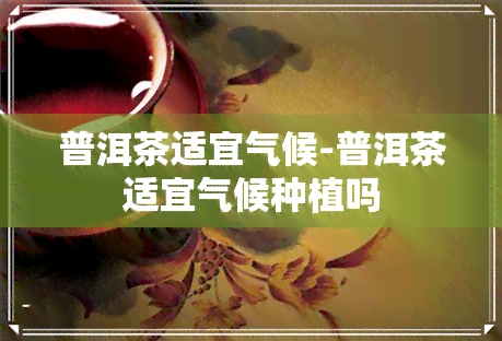 普洱茶适宜气候-普洱茶适宜气候种植吗