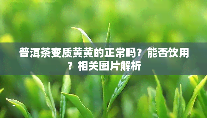 普洱茶变质黄黄的正常吗？能否饮用？相关图片解析