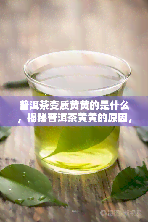 普洱茶变质黄黄的是什么，揭秘普洱茶黄黄的原因，你喝的普洱茶变质了吗？