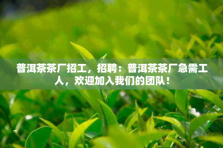 普洱茶茶厂招工，招聘：普洱茶茶厂急需工人，欢迎加入我们的团队！