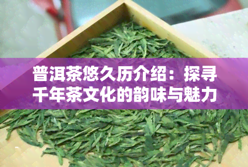 普洱茶悠久历介绍：探寻千年茶文化的韵味与魅力