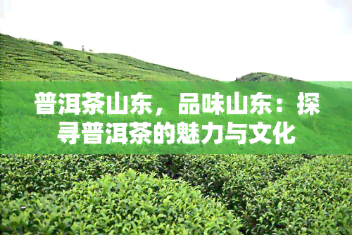 普洱茶山东，品味山东：探寻普洱茶的魅力与文化