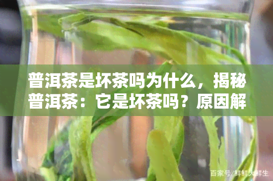 普洱茶是坏茶吗为什么，揭秘普洱茶：它是坏茶吗？原因解析