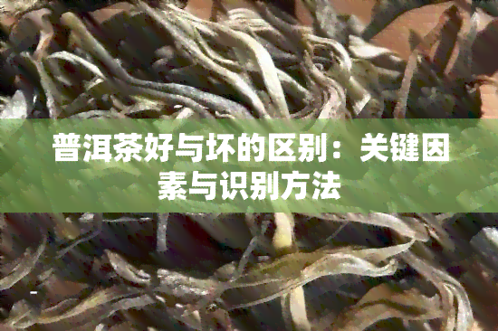 普洱茶好与坏的区别：关键因素与识别方法