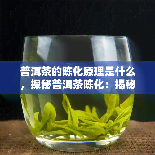 普洱茶的陈化原理是什么，探秘普洱茶陈化：揭秘其背后的科学原理