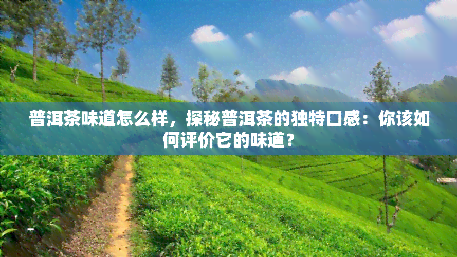 普洱茶味道怎么样，探秘普洱茶的独特口感：你该如何评价它的味道？