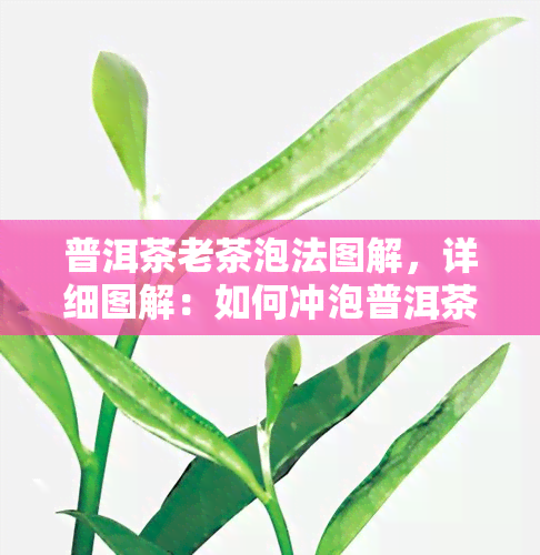 普洱茶老茶泡法图解，详细图解：如何冲泡普洱茶老茶？