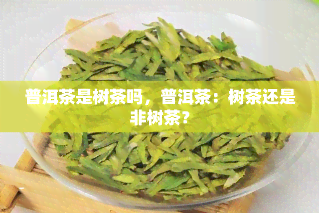 普洱茶是树茶吗，普洱茶：树茶还是非树茶？