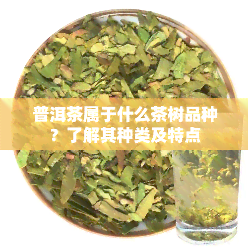 普洱茶属于什么茶树品种？了解其种类及特点