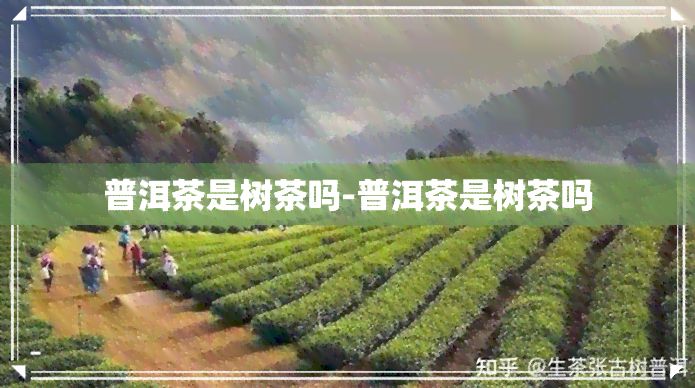 普洱茶是树茶吗-普洱茶是树茶吗