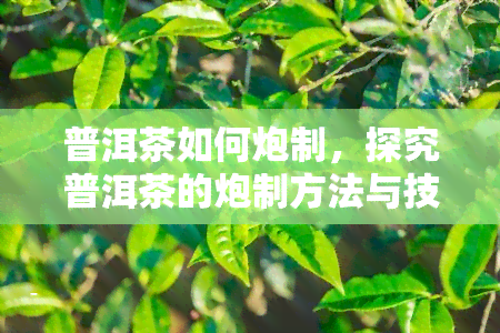 普洱茶如何炮制，探究普洱茶的炮制方法与技巧