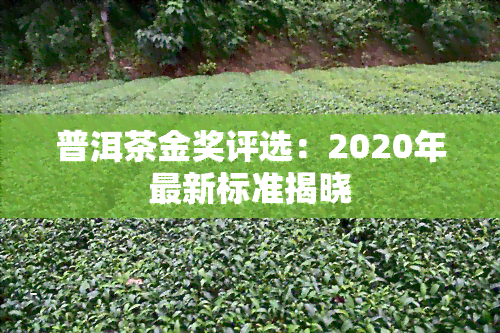 普洱茶金奖评选：2020年最新标准揭晓