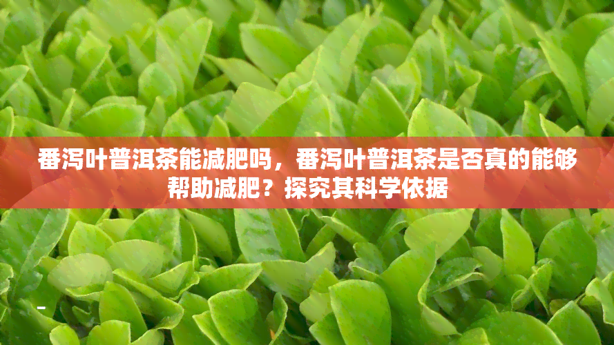 番泻叶普洱茶能减肥吗，番泻叶普洱茶是否真的能够帮助减肥？探究其科学依据