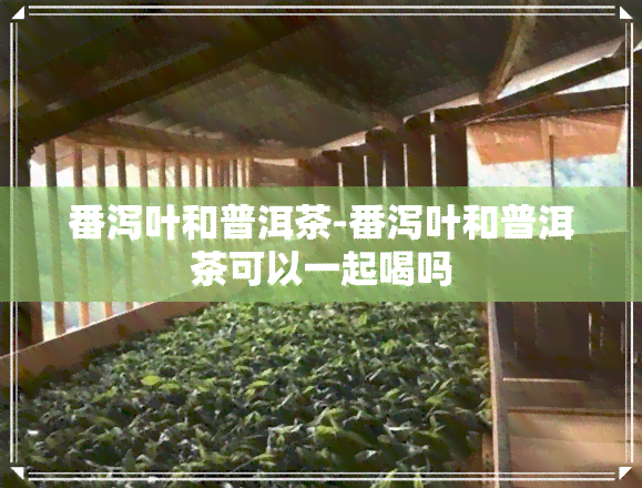 番泻叶和普洱茶-番泻叶和普洱茶可以一起喝吗