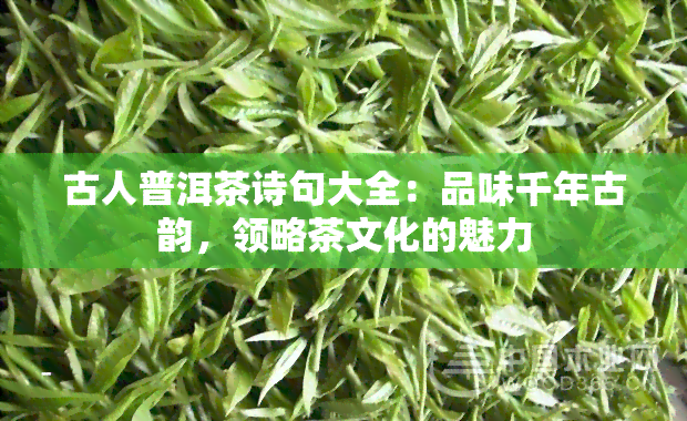 古人普洱茶诗句大全：品味千年古韵，领略茶文化的魅力