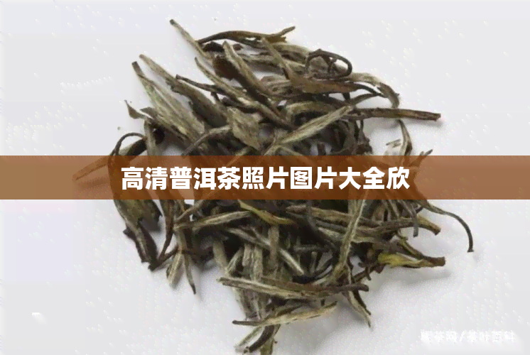 高清普洱茶照片图片大全欣