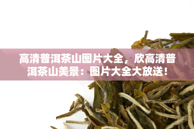 高清普洱茶山图片大全，欣高清普洱茶山美景：图片大全大放送！