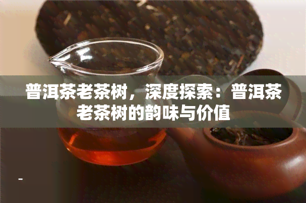 普洱茶老茶树，深度探索：普洱茶老茶树的韵味与价值