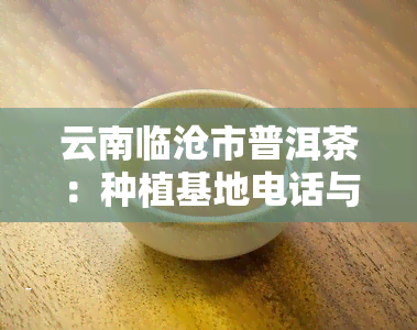 云南临沧市普洱茶：种植基地电话与详细信息