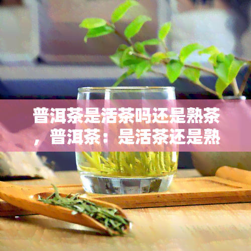 普洱茶是活茶吗还是熟茶，普洱茶：是活茶还是熟茶？探讨其分类和特点