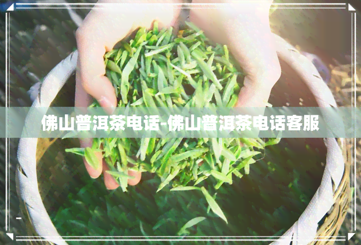 佛山普洱茶电话-佛山普洱茶电话客服