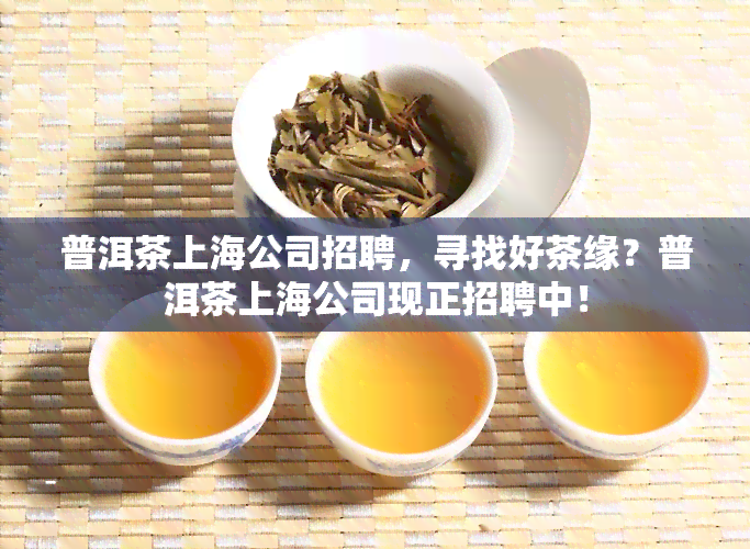 普洱茶上海公司招聘，寻找好茶缘？普洱茶上海公司现正招聘中！