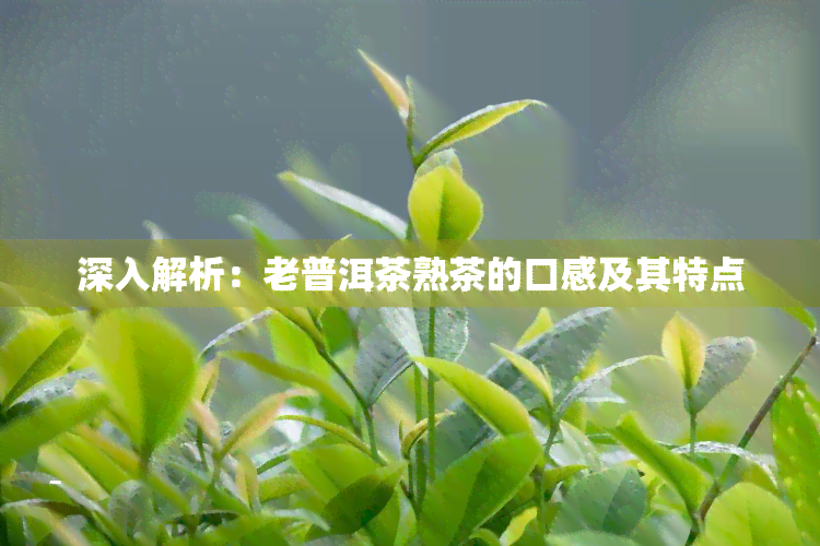 深入解析：老普洱茶熟茶的口感及其特点