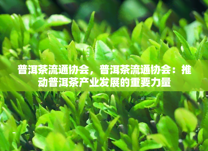 普洱茶流通协会，普洱茶流通协会：推动普洱茶产业发展的重要力量