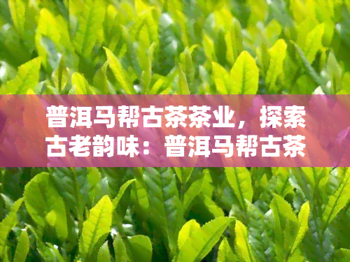 普洱马帮古茶茶业，探索古老韵味：普洱马帮古茶茶业的茶叶之旅