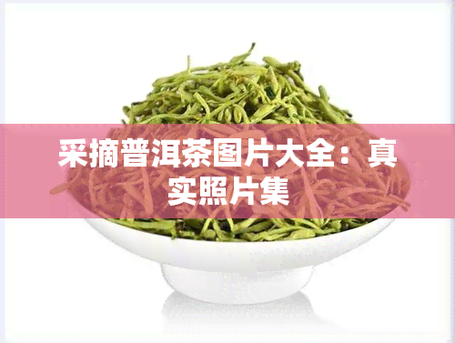 采摘普洱茶图片大全：真实照片集