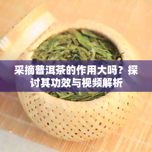 采摘普洱茶的作用大吗？探讨其功效与视频解析