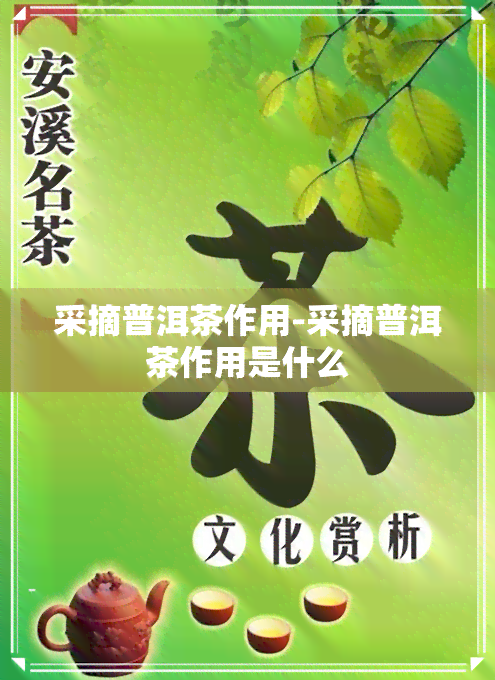 采摘普洱茶作用-采摘普洱茶作用是什么