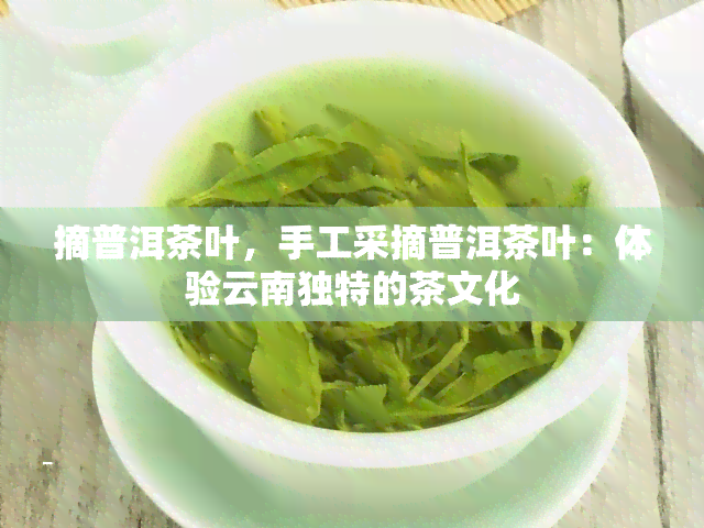 摘普洱茶叶，手工采摘普洱茶叶：体验云南独特的茶文化