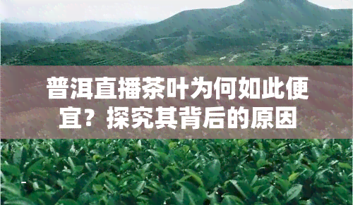 普洱直播茶叶为何如此便宜？探究其背后的原因