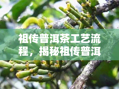 祖传普洱茶工艺流程，揭秘祖传普洱茶的制作工艺流程