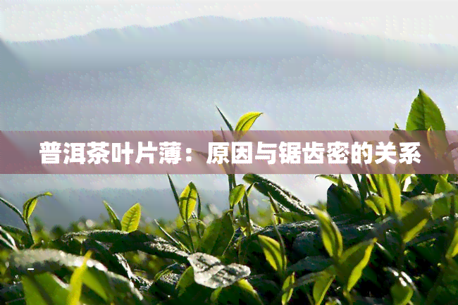 普洱茶叶片薄：原因与锯齿密的关系