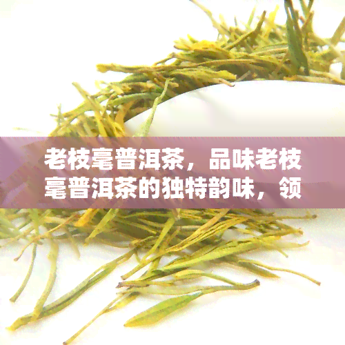 老枝毫普洱茶，品味老枝毫普洱茶的独特韵味，领略岁月沉淀的醇厚口感