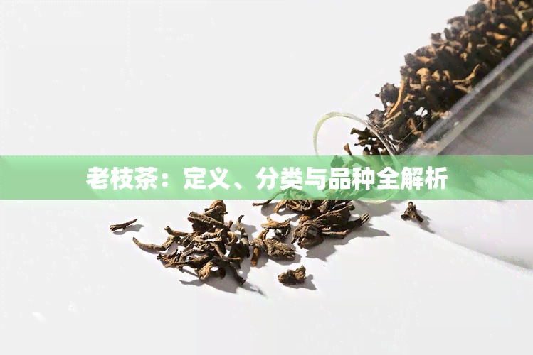 老枝茶：定义、分类与品种全解析