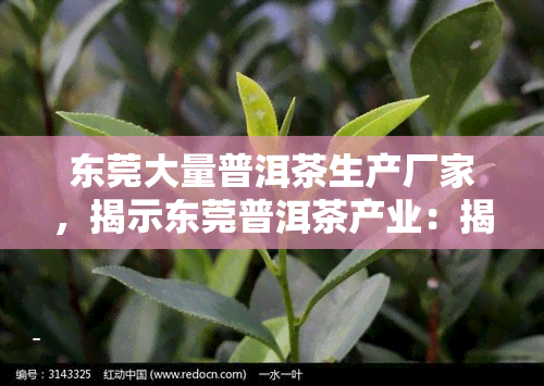 东莞大量普洱茶生产厂家，揭示东莞普洱茶产业：揭秘多家生产厂家的秘密