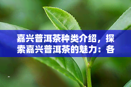 嘉兴普洱茶种类介绍，探索嘉兴普洱茶的魅力：各类品种详细介绍