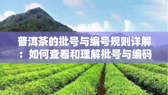 普洱茶的批号与编号规则详解：如何查看和理解批号与编码