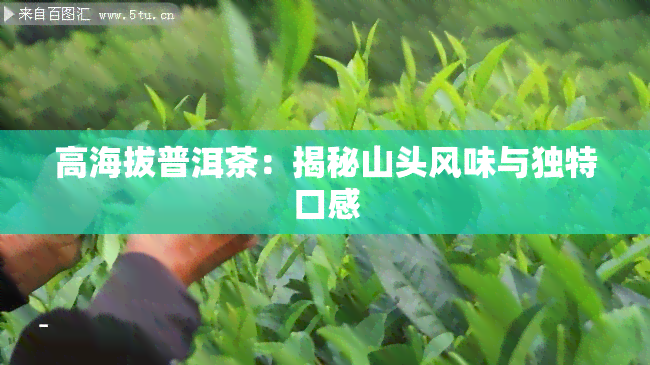 高海拔普洱茶：揭秘山头风味与独特口感