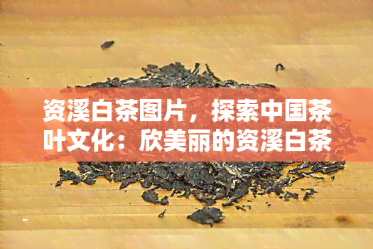 资溪白茶图片，探索中国茶叶文化：欣美丽的资溪白茶图片