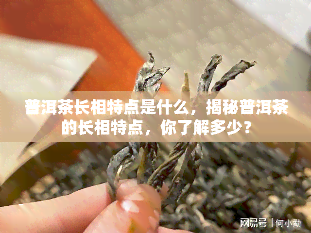 普洱茶长相特点是什么，揭秘普洱茶的长相特点，你了解多少？