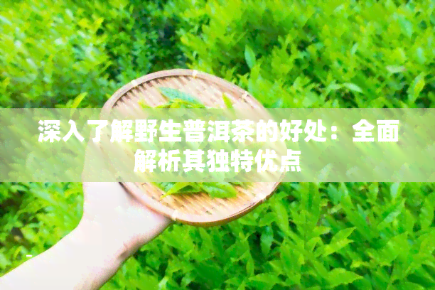 深入了解野生普洱茶的好处：全面解析其独特优点