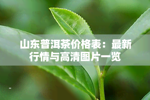 山东普洱茶价格表：最新行情与高清图片一览