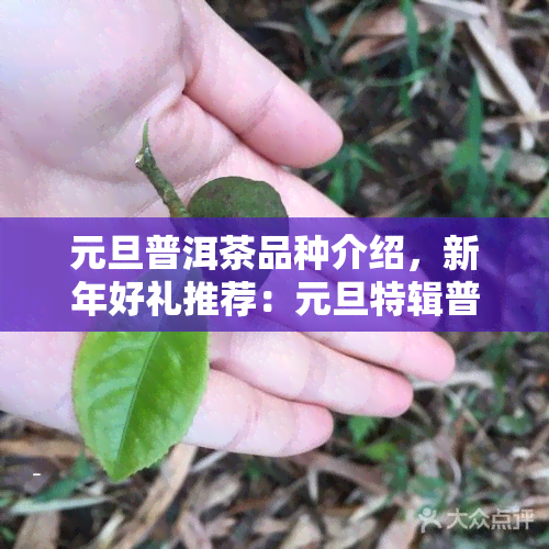 元旦普洱茶品种介绍，新年好礼推荐：元旦特辑普洱茶品种详细介绍