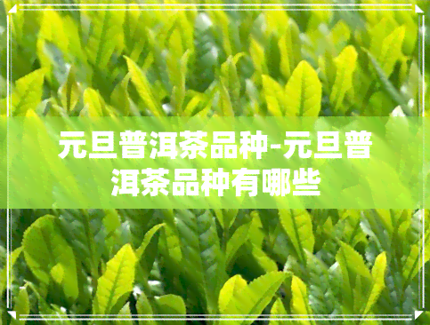 元旦普洱茶品种-元旦普洱茶品种有哪些